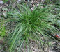 Carex pennsylvanica - Pennsylvania Sedge - Carex/Grass
