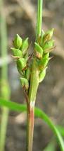 Carex plantaginea - Plantainleaf Sedge - Carex/Grass