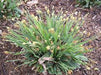 Carex platyphylla - Silver Sedge - Carex/Grass