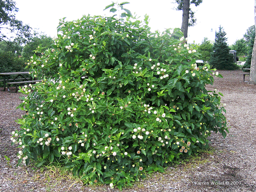 Cephalanthus occidentalis - Button Bush - Bagged Bareroot - 