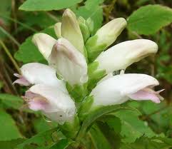 Chelone glabra - White Turtlehead