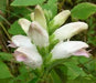 Chelone glabra - White Turtlehead - Wildflower