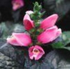 Chelone lyoni - Pink Turtlehead - Wildflower