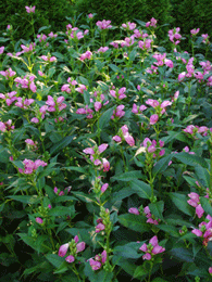 Chelone lyoni - Pink Turtlehead