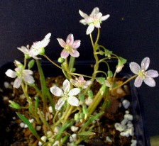 Claytonia virginica - Spring Beauty - Wildflower