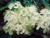 Clematis virginiana - Virgins Bower - Wildflower