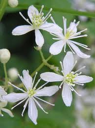 Clematis virginiana - Virgins Bower