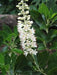 Clethra alnifolia - Summersweet - Shrub