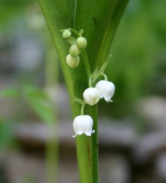 Convallaria majuscula - Lily-of-the-Valley - Wildflower
