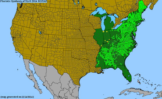 Cornus amomum - Silky Dogwood