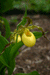 Cypripedium pubescens - Yellow Lady’s Slipper - Orchids