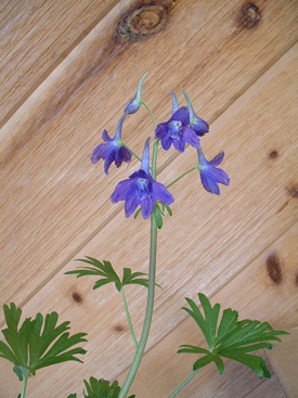 Delphinium tricorne - Larkspur