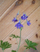 Delphinium tricorne - Larkspur - Wildflower