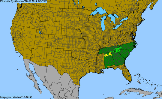 Diervilla sessilifolia - Bush Honeysuckle