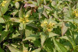 Diervilla sessilifolia - Bush Honeysuckle - 3 Gallon Pot - 