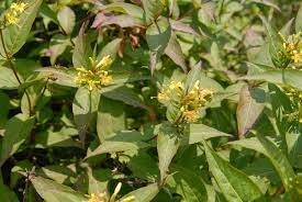 Diervilla sessilifolia - Bush Honeysuckle - 3 Gallon Pot - 