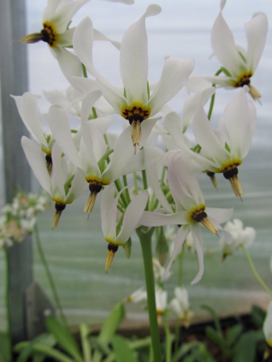 Dodecatheon meadia - Shooting Star