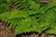 Dryopteris intermedia - Fancy Fern Toothed Woodfern - Fern