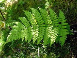 Dryopteris intermedia - Fancy Fern, Toothed Woodfern — Gardens of The ...