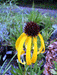 Echinacea paradoxa - Yellow Coneflower - Wildflower