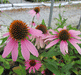 Echinacea purpurea - Purple Coneflower - Wildflower
