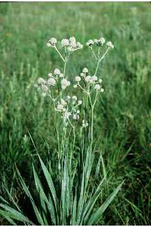 Eryngium yuccifolium - Rattlesnake Master Button Snakeroot -