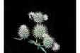 Eryngium yuccifolium - Rattlesnake Master Button Snakeroot -