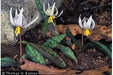 Erythronium albidum - White Trout Lily - Wildflower