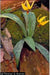 Erythronium americanum - Yellow Trout Lily - Wildflower