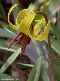 Erythronium americanum - Yellow Trout Lily - Wildflower