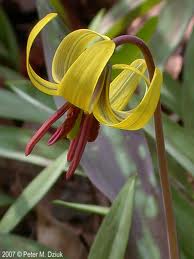 Erythronium americanum - Yellow Trout Lily