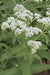 Eupatorium perfoliatum - Boneset - Wildflower
