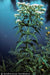 Eupatorium perfoliatum - Boneset - Wildflower
