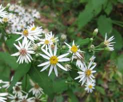 Eurybia divaricata - White Wood Aster - Wildflower