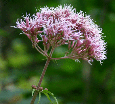 Eutrochium fistulosus - Joe Pye Weed - Wildflower