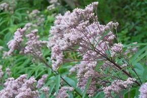 Eutrochium maculatum - Spotted Joe Pye Weed