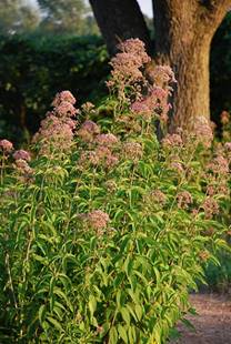 Eutrochium purpureum - Sweet-scented Joe Pye Weed - 