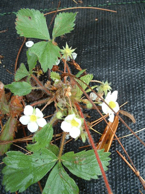 Fragaria virginiana - Wild Scarlet Strawberry - Wildflower