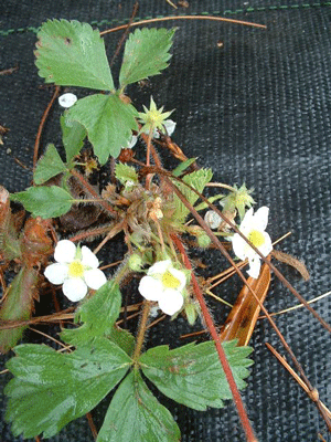 How to Grow Wild Strawberry (Fragaria virginiana)