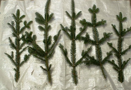 Fraser Fir Sprays 18-24"- Bundle of 5