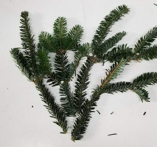 Fraser Fir Tips 4-8"- Bundle of 10