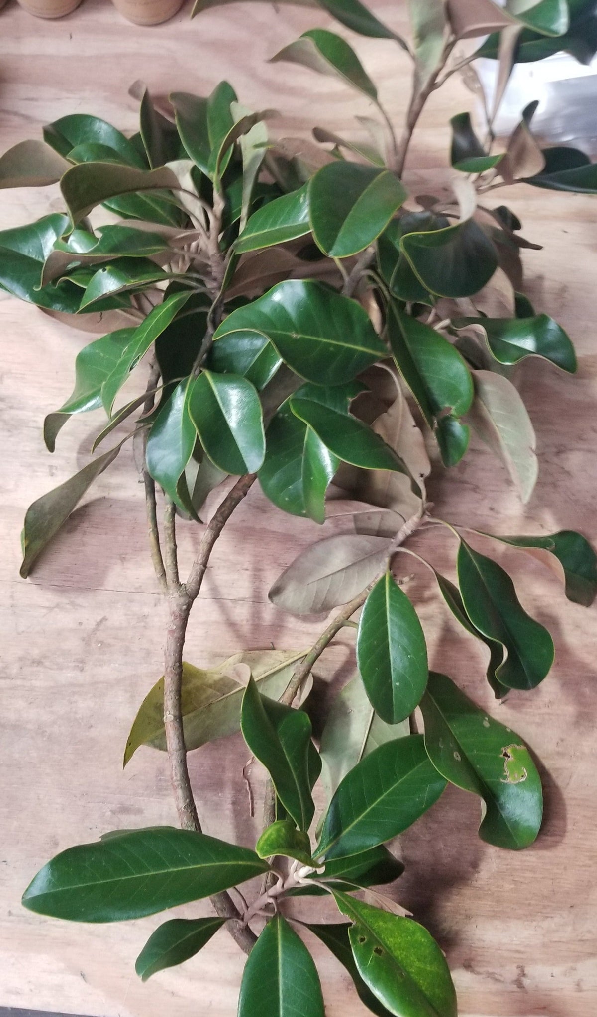 Fresh Magnolia Branches 1824" long — Gardens of The Blue Ridge