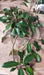 Fresh Magnolia Branches 18-24 long - Greenery