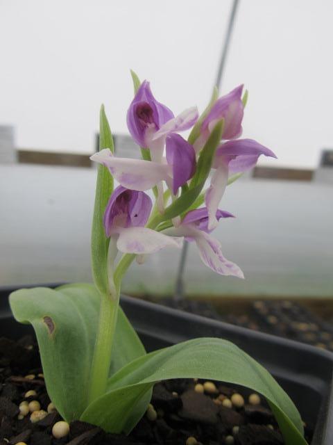 Galearis spectabilis (Orchis spectabilis) - Showy Orchid - 