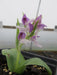 Galearis spectabilis (Orchis spectabilis) - Showy Orchid - 