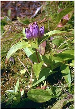 Gentiana clausa - Closed Gentian Bottled Gentian - 
