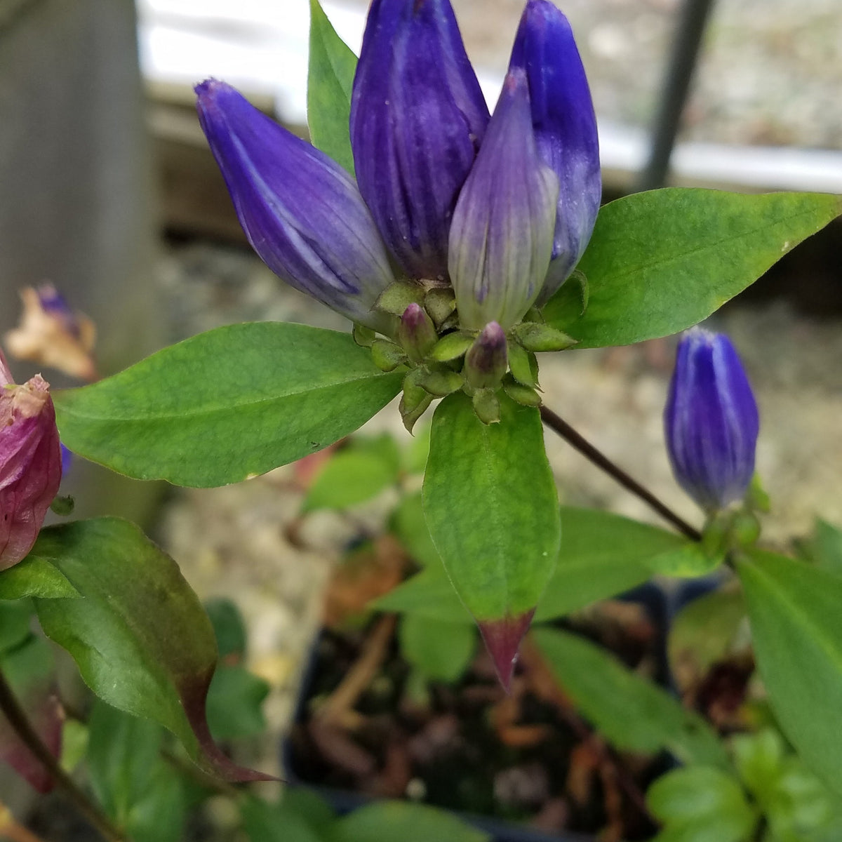 Gentiana clausa - Closed Gentian, Bottled Gentian — Gardens of