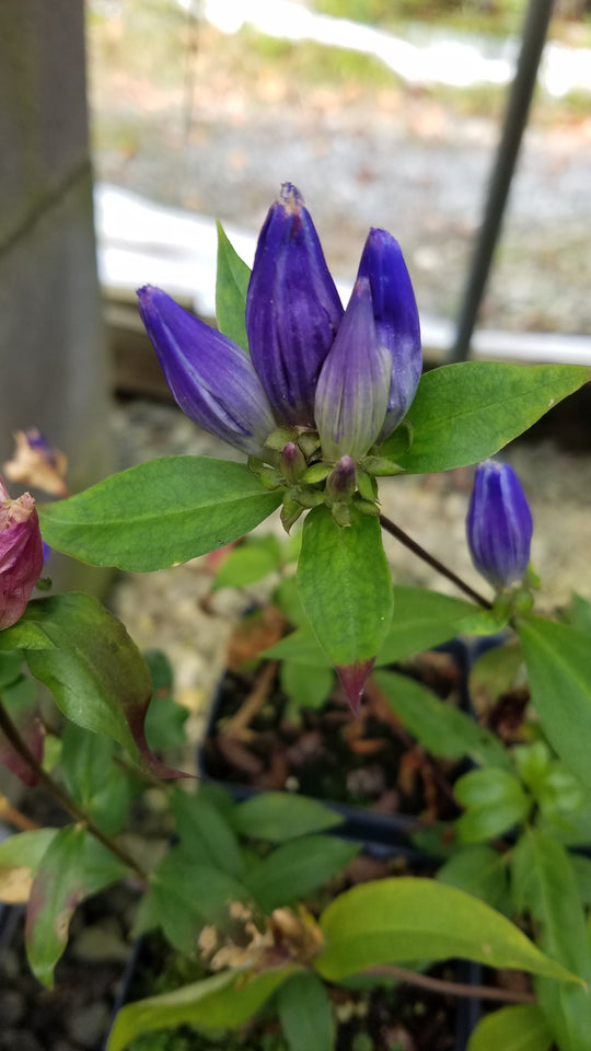 Gentiana clausa - Closed Gentian, Bottled Gentian