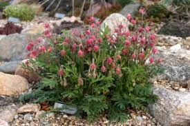Geum triflorum - Prairie Smoke