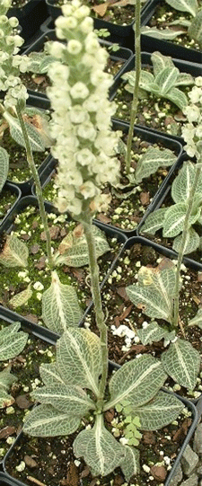 Goodyera pubescens - Rattlesnake Plantain